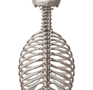Spinous processes of vertebrae C7-T3 (#8258)