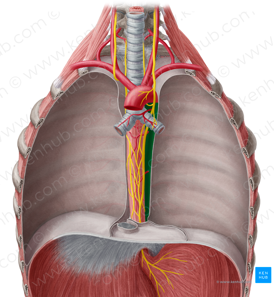 Descending thoracic aorta (#737)