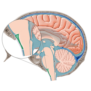 Premedullary cistern (#21411)