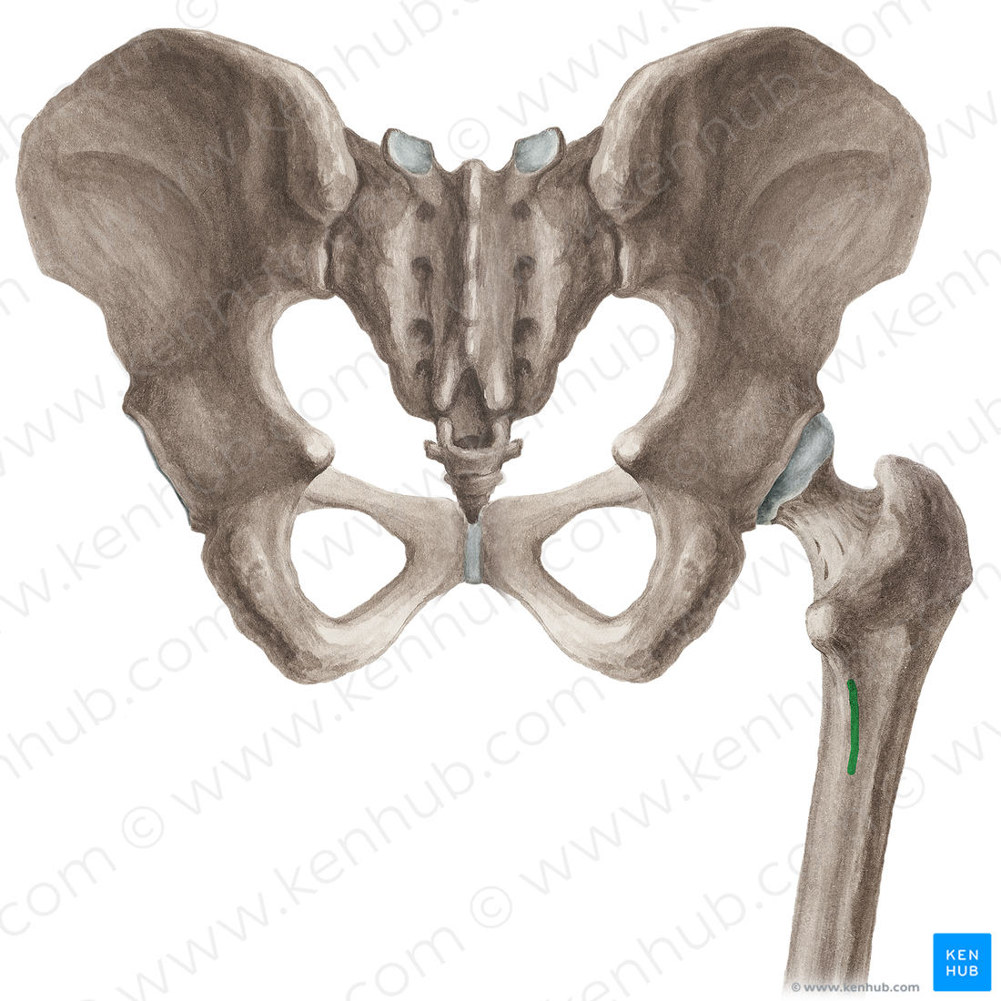 Pectineal line of femur (4721) Kenhub Image License Store