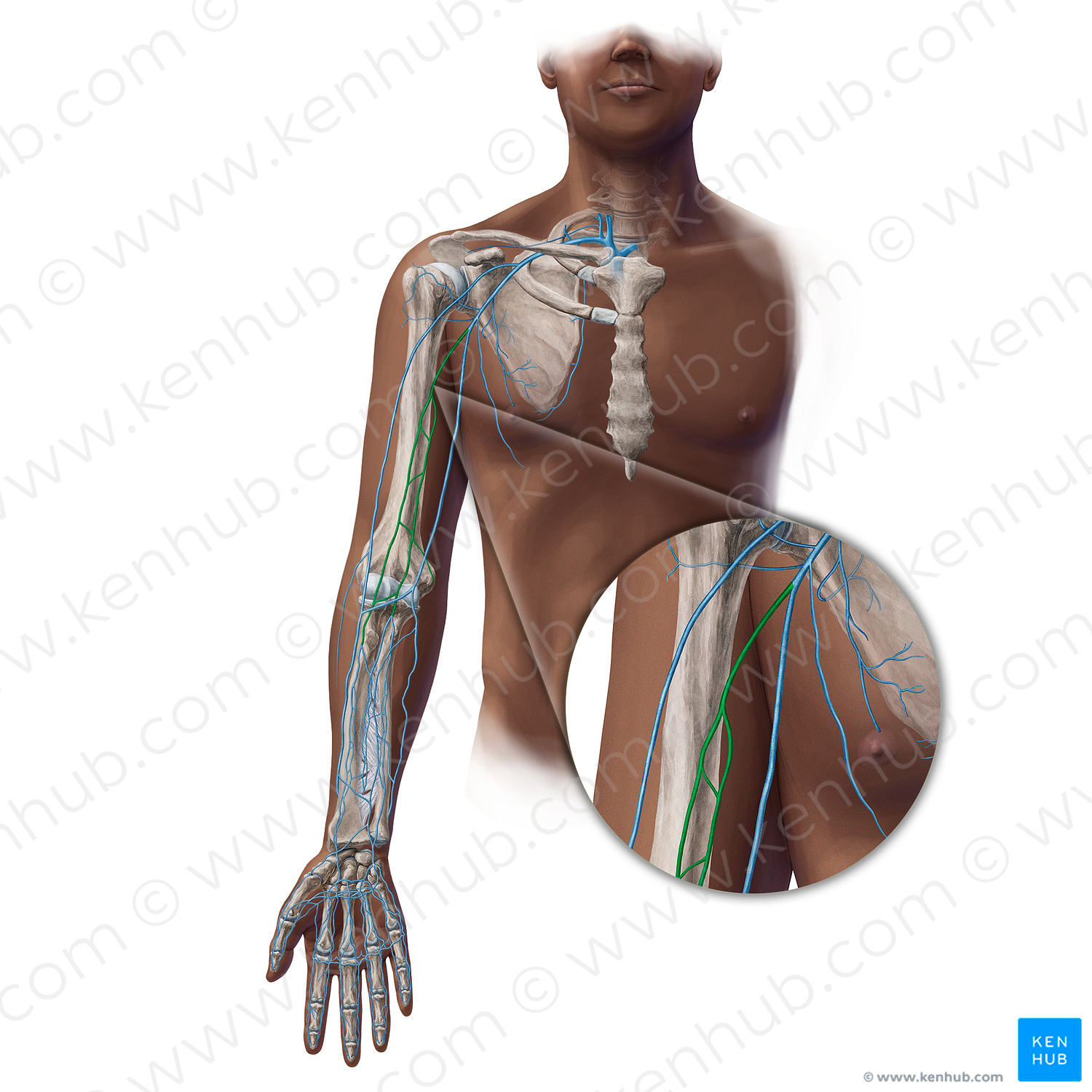 Brachial veins (#19386)