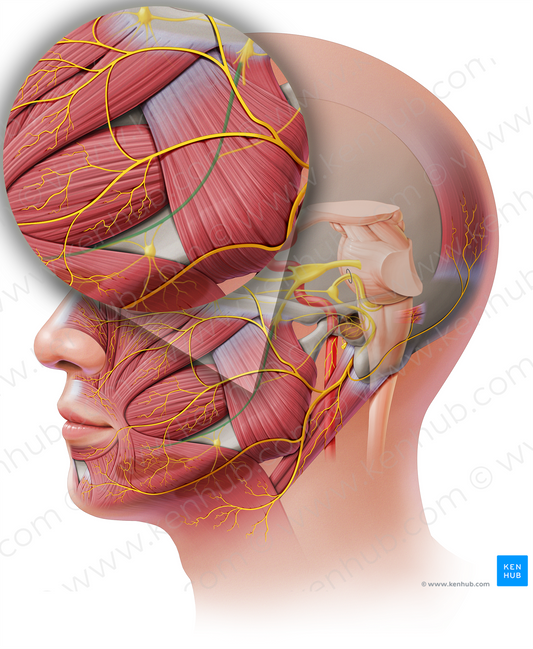 Lingual nerve (#20667)