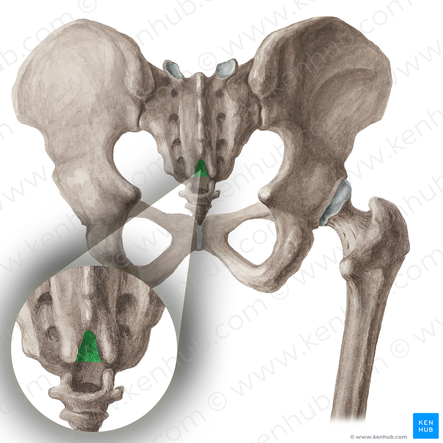 Sacral hiatus (#16040)