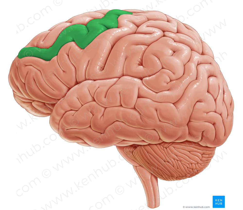 Middle frontal gyrus (#4177)