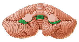 Flocculonodular lobe (#4780)