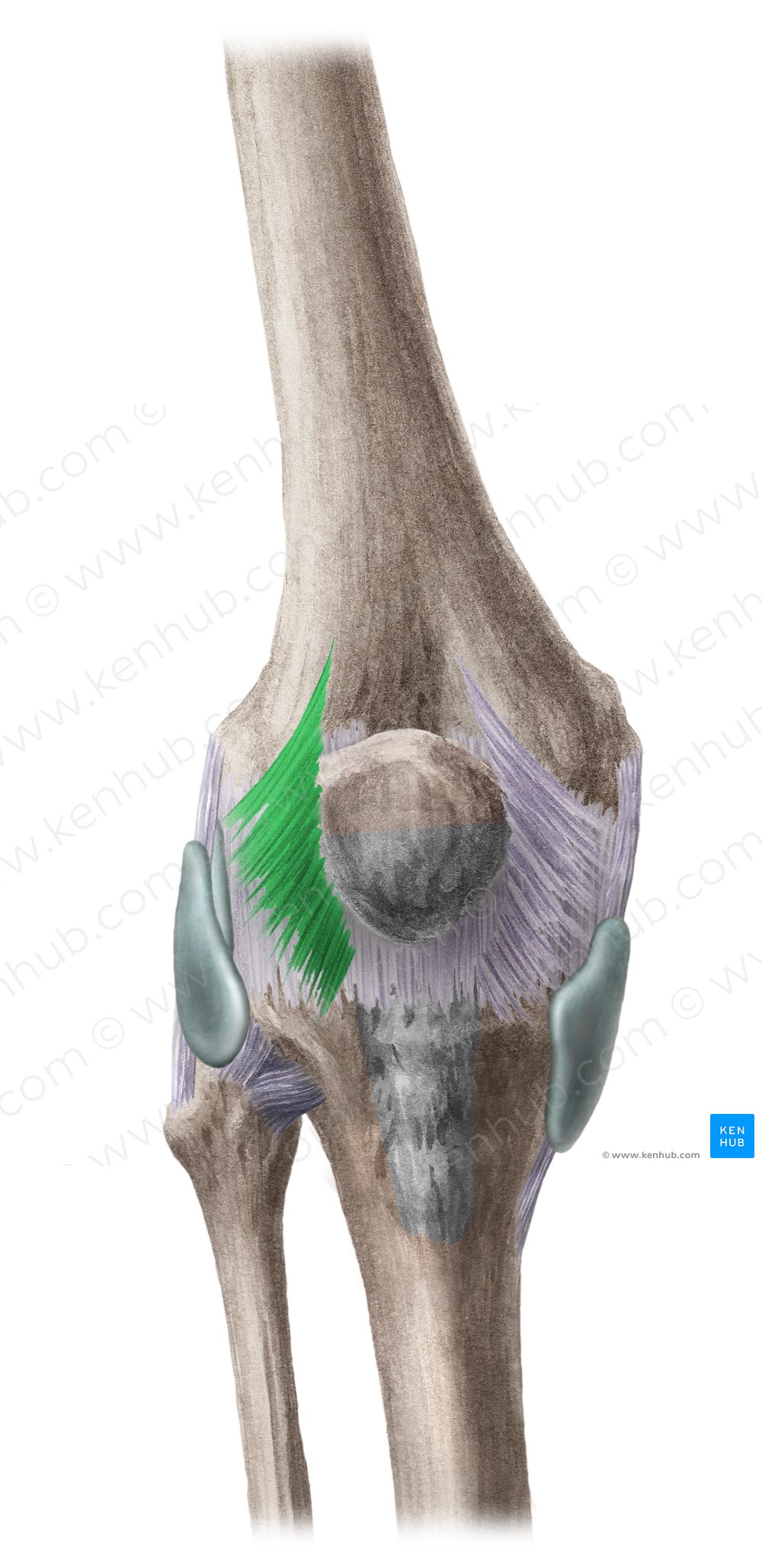 Lateral patellar retinaculum (#8935)