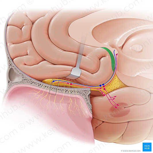 Paraterminal gyrus (#4195)