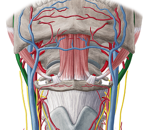 External carotid artery (#959)