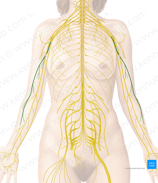 Radial nerve (#6712)