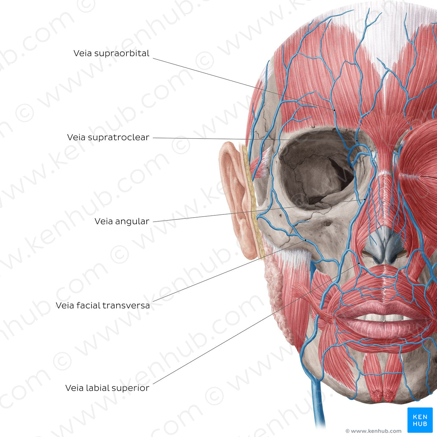 Veins of face and scalp (Anterior view: deep) (Portuguese)