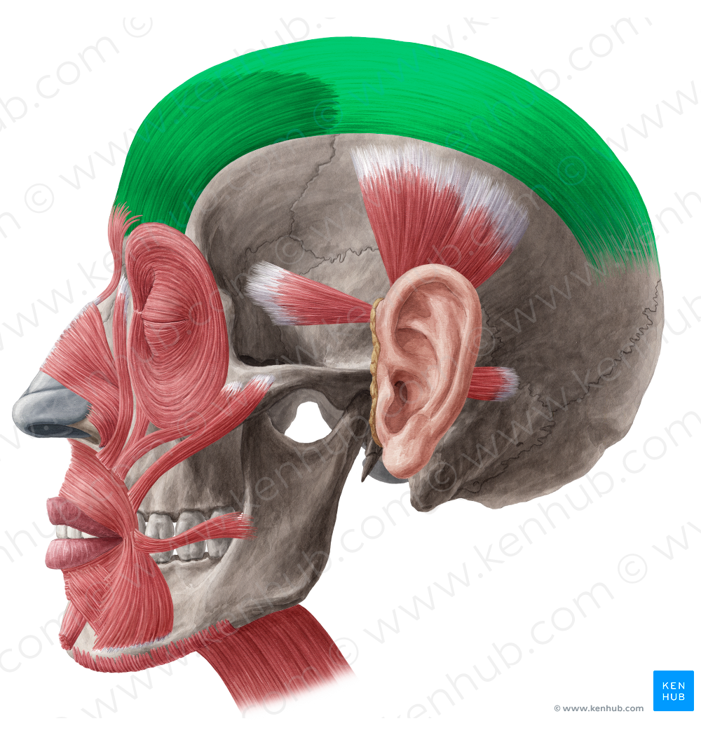 Frontalis muscle & epicranial aponeurosis (#5392)