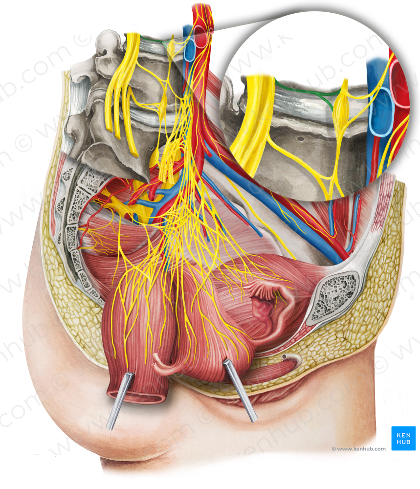 Gray ramus communicans of spinal nerve (#8632)