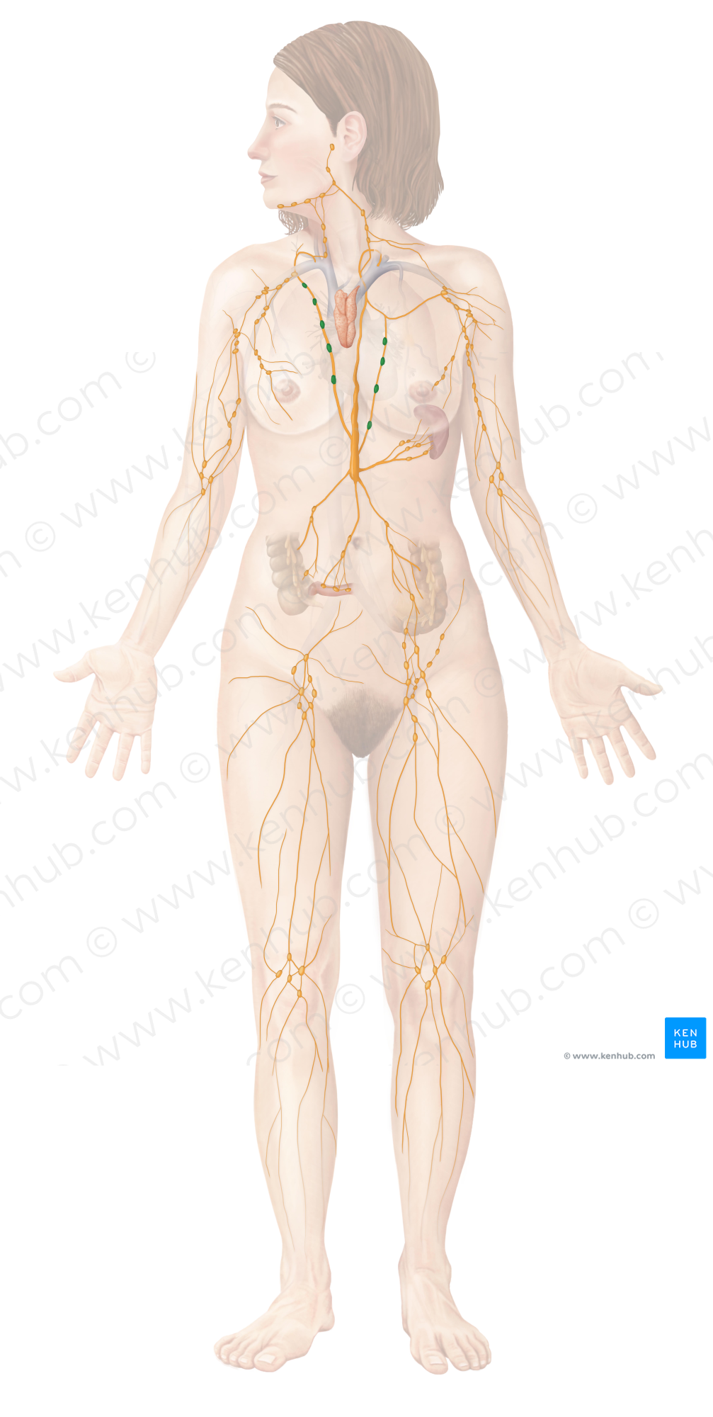 Mediastinal lymph nodes (#7051)