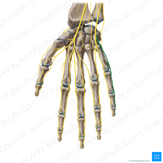 Palmar digital branch of ulnar nerve of little finger (#20468)