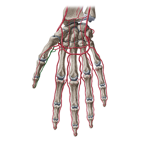 Palmar ulnar digital artery of thumb (#20371)