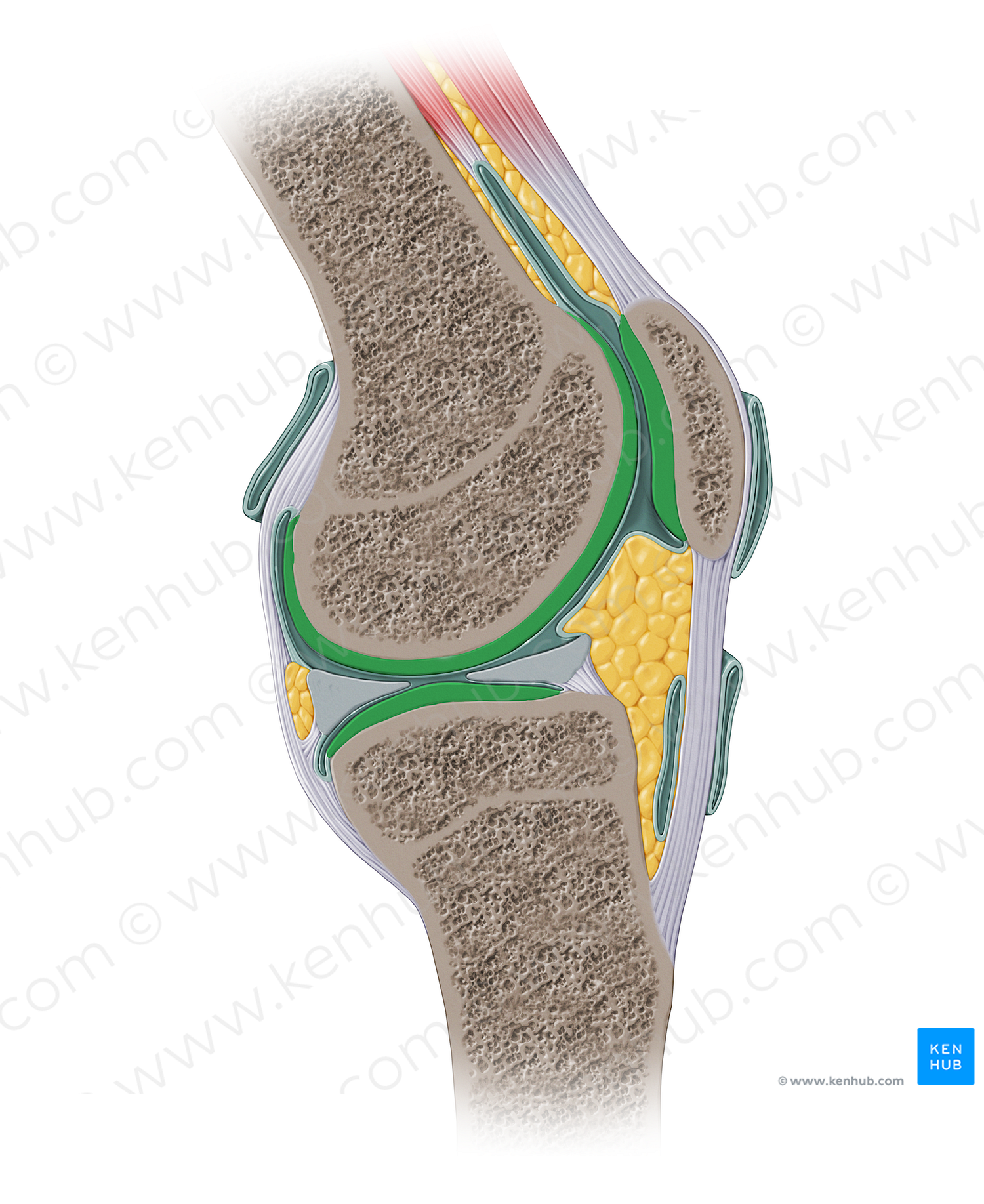 Articular cartilage (#16254)