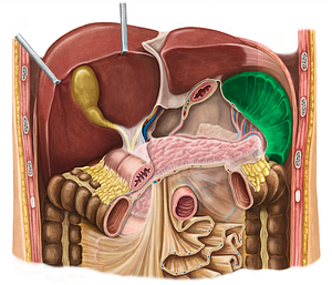 Spleen (#9122)