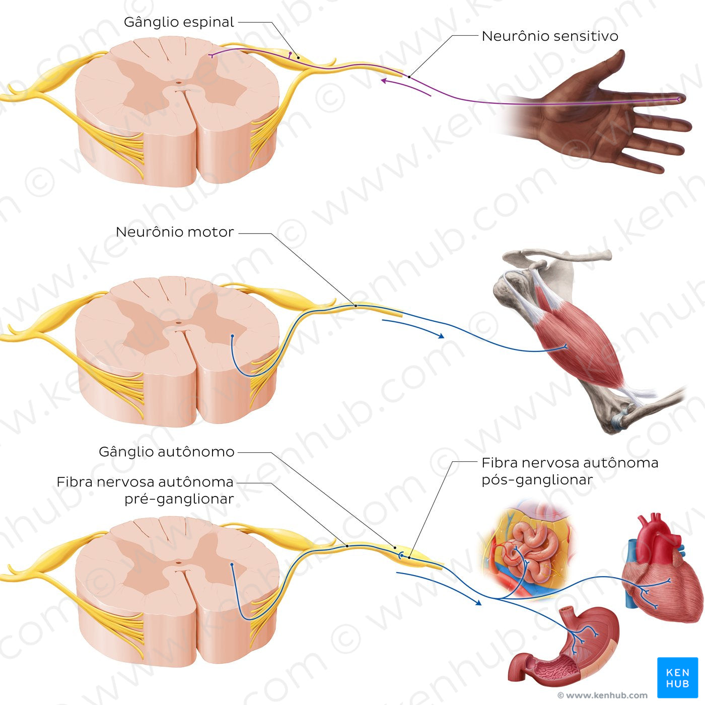 Types of nerves and ganglia (Portuguese)