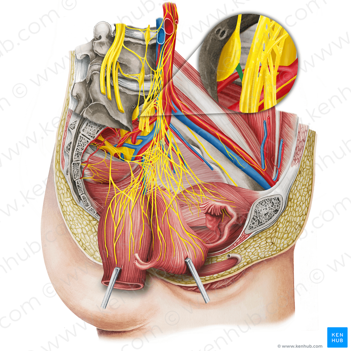 Sacral splanchnic nerve (#21736)