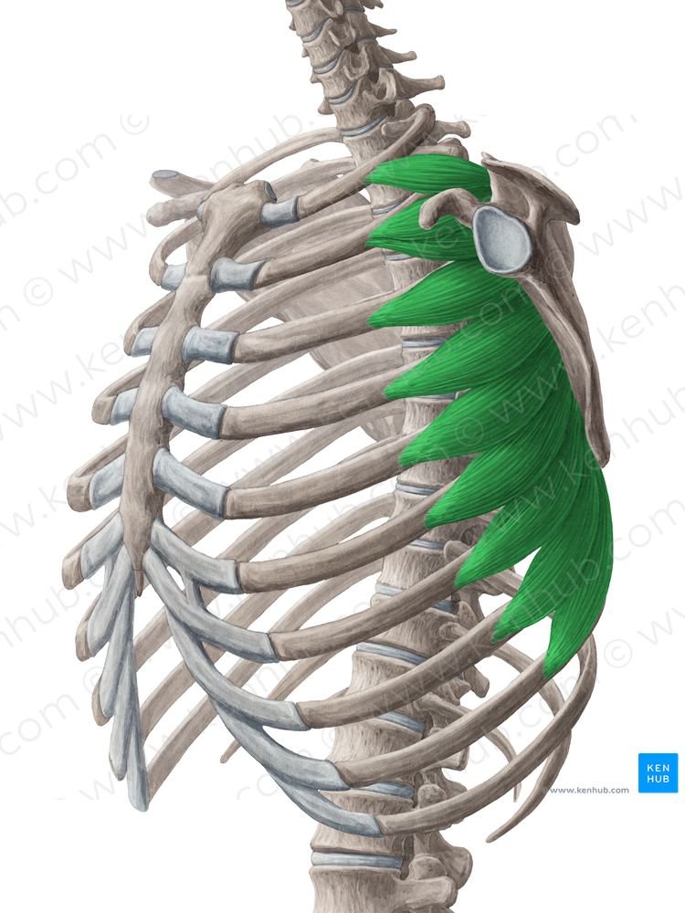 Serratus anterior muscle (#5949)