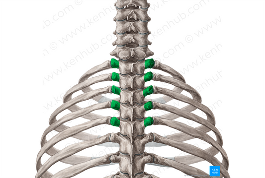 Transverse processes of vertebrae T1-T5 (#8335)