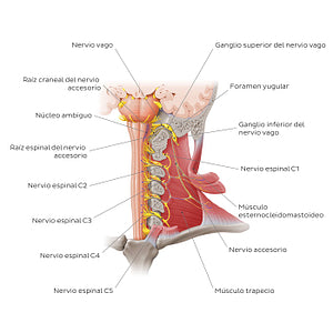 Accessory nerve (Spanish)