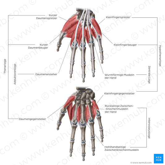 Muscles of the hand: Groups (German)