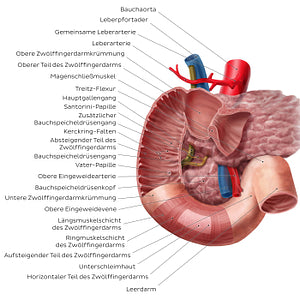 Duodenum (German)