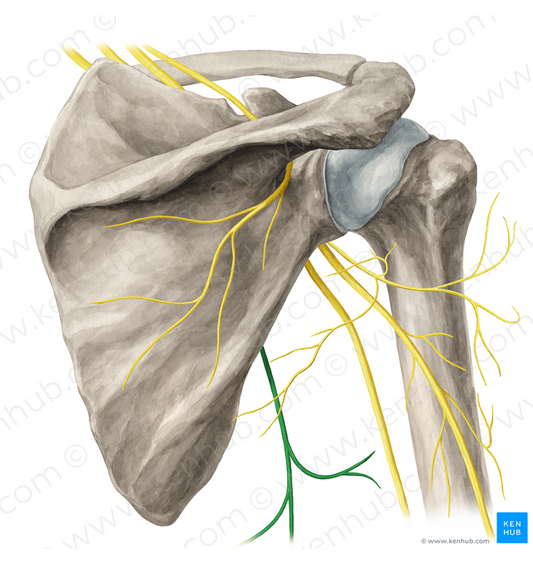 Thoracodorsal nerve (#6810)