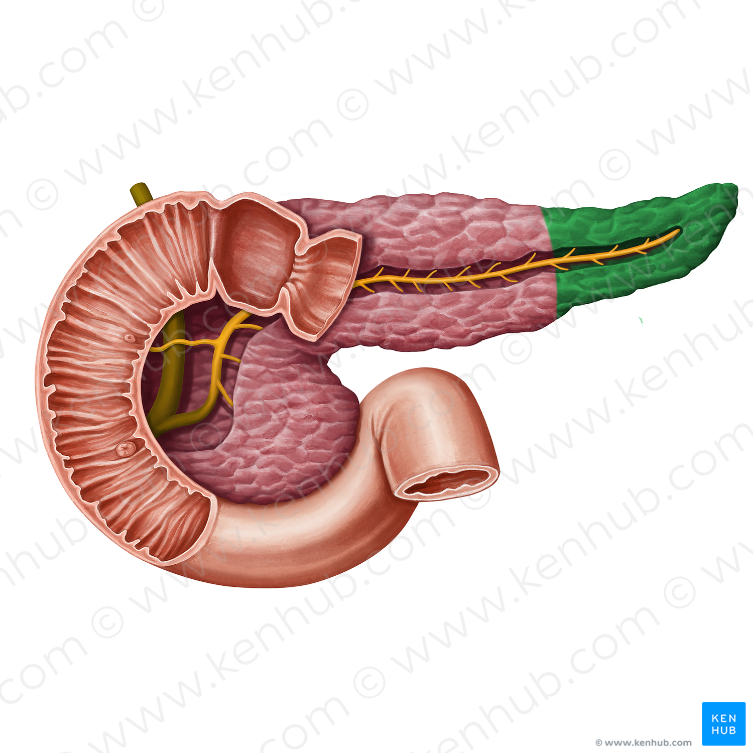 Tail of pancreas (#13930)