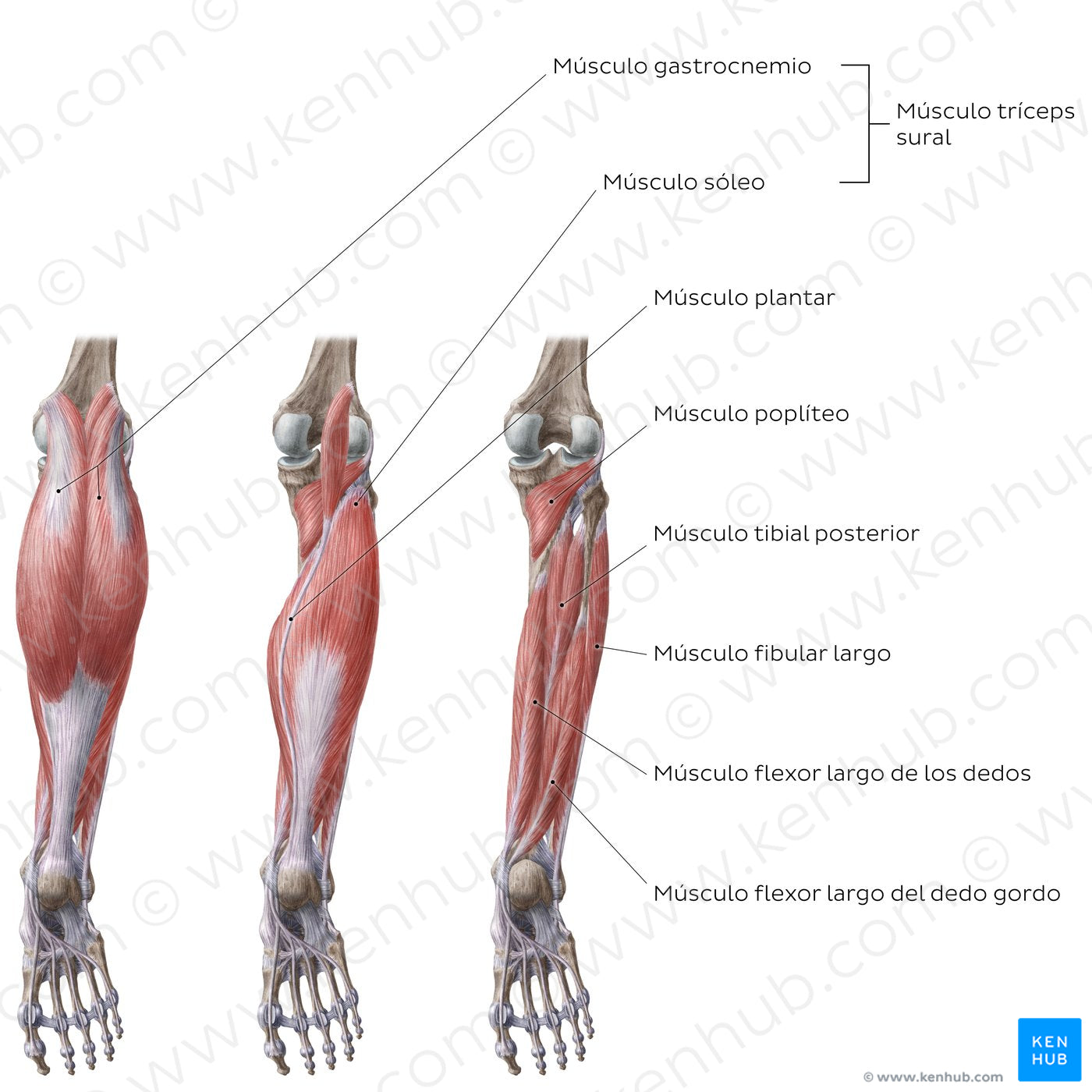 Muscles of the leg (Posterior view) (Spanish)