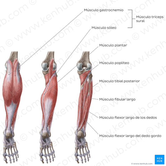 Muscles of the leg (Posterior view) (Spanish)