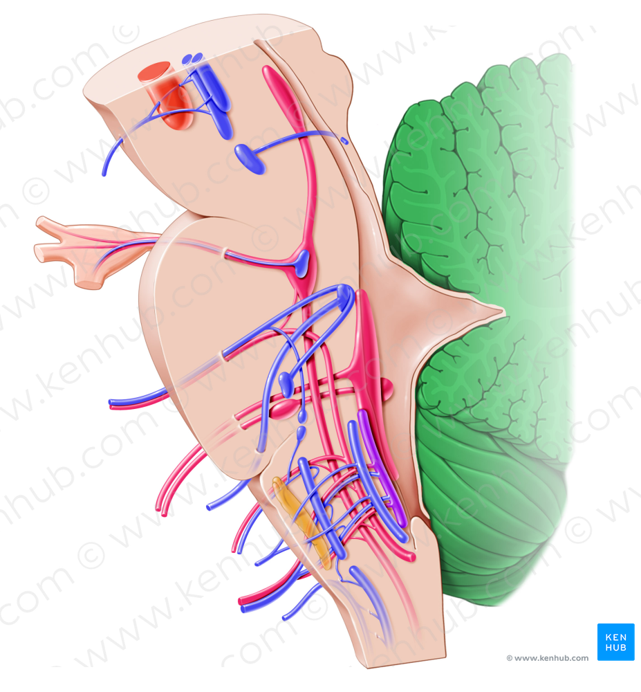 Cerebellum (#2569)