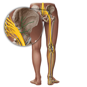 Gluteal nerves (#19354)