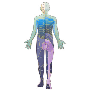 Dermatomes: Foerster map (Latin)