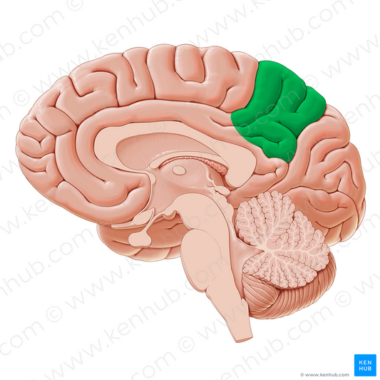 Parietal lobe (#20631)