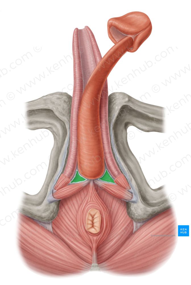 Perineal membrane (#5047)