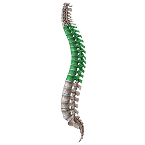 Thoracic vertebrae (#18184)