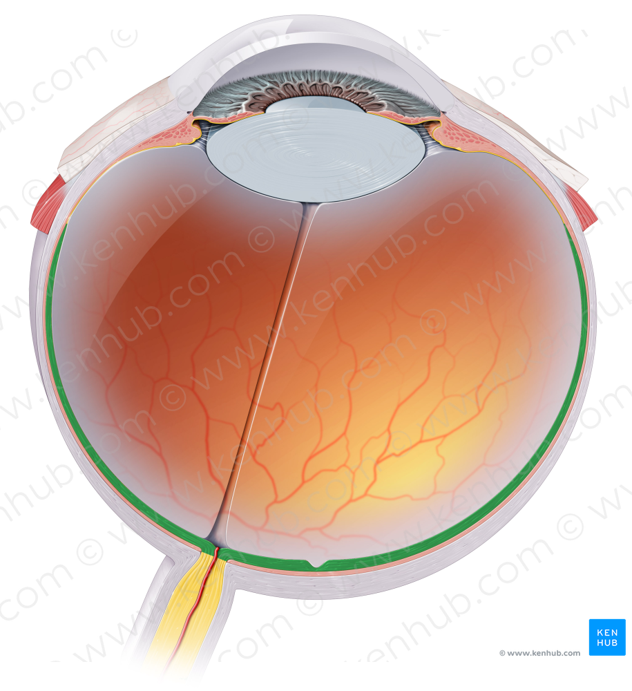 Optic part of retina (#7747)