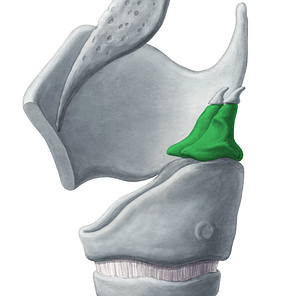 Arytenoid cartilage (#2486)