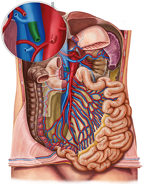 Middle colic vein (#10117)