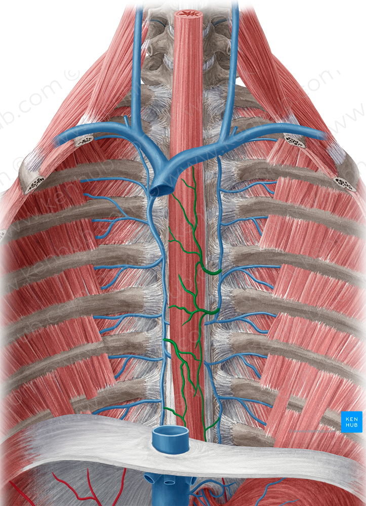 Esophageal veins (#10173)