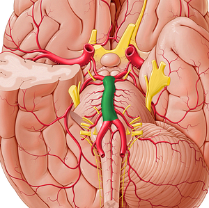 Basilar artery (#898)