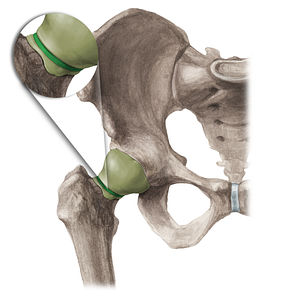 Zona orbicularis of hip joint (#16211)