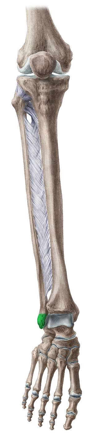 Lateral malleolus of fibula (#4890)