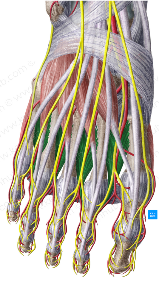 Dorsal interossei muscles of foot (#5127)