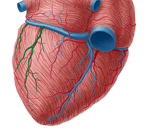 Inferior vein of left ventricle (#10672)