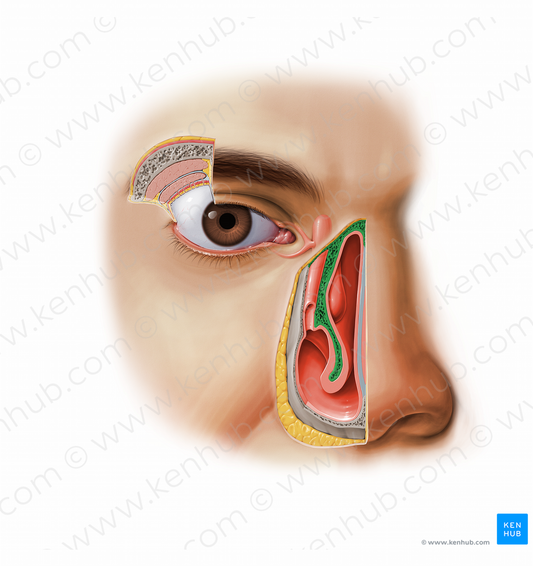 Inferior nasal concha (#11607)