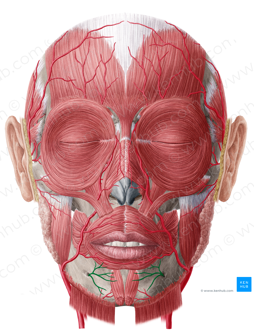Mental branch of inferior alveolar artery (#8741)