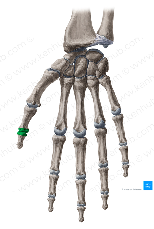 Interphalangeal joint of thumb (#2017)